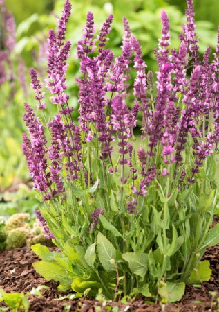 ШАВЛІЯ дібровна Rose Queen